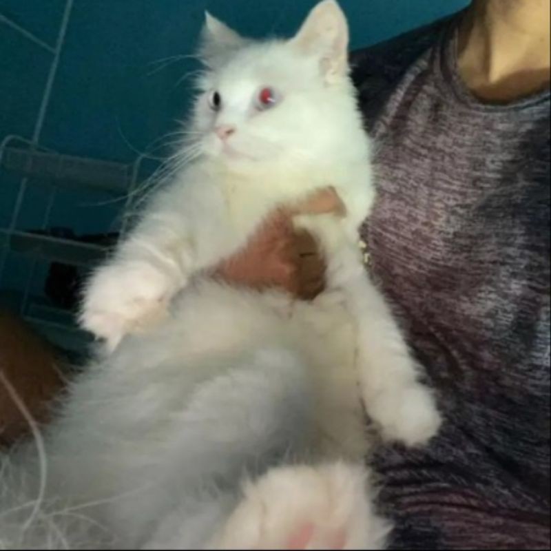 KUCING / ODD EYE WHITE SOLID/ kucing persia