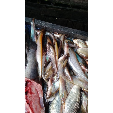 

ikan lais segar per 250gram