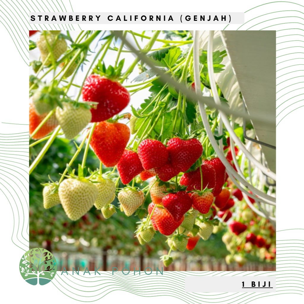 Benih Bibit Biji - Strawberry California (Genjah) Stroberi Merah Manis Seeds