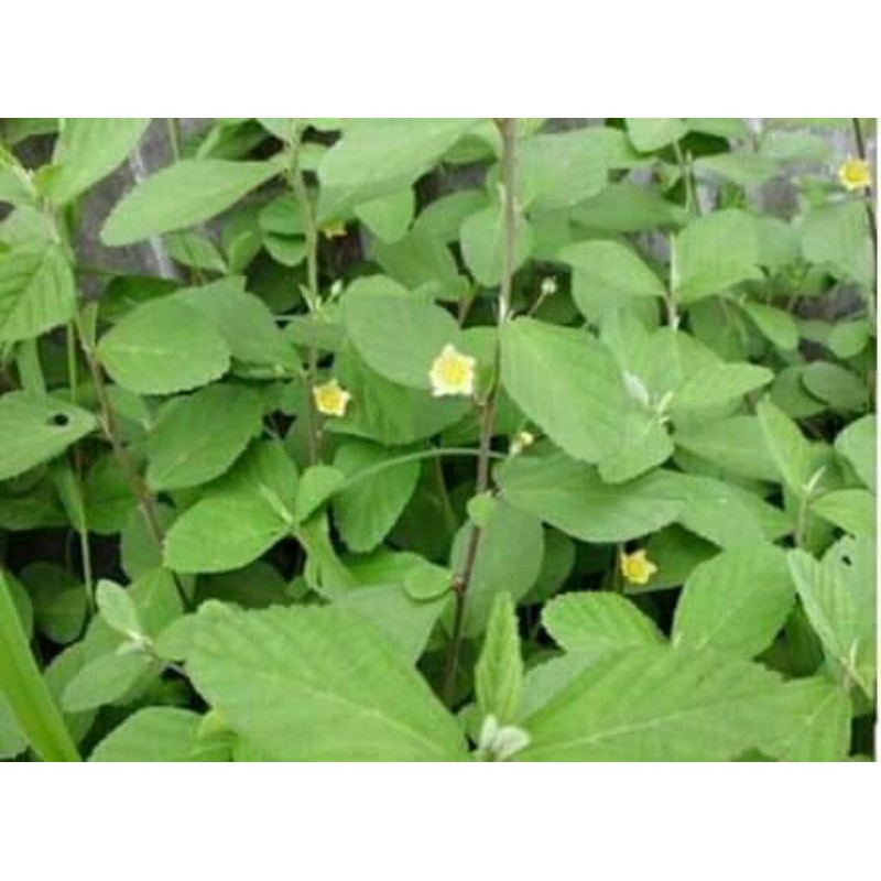 

daun sadagori segar 250grm