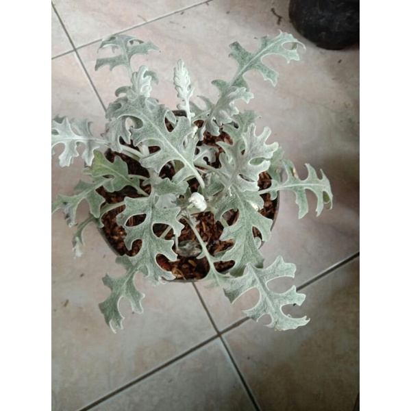 tanaman hias silver DusT