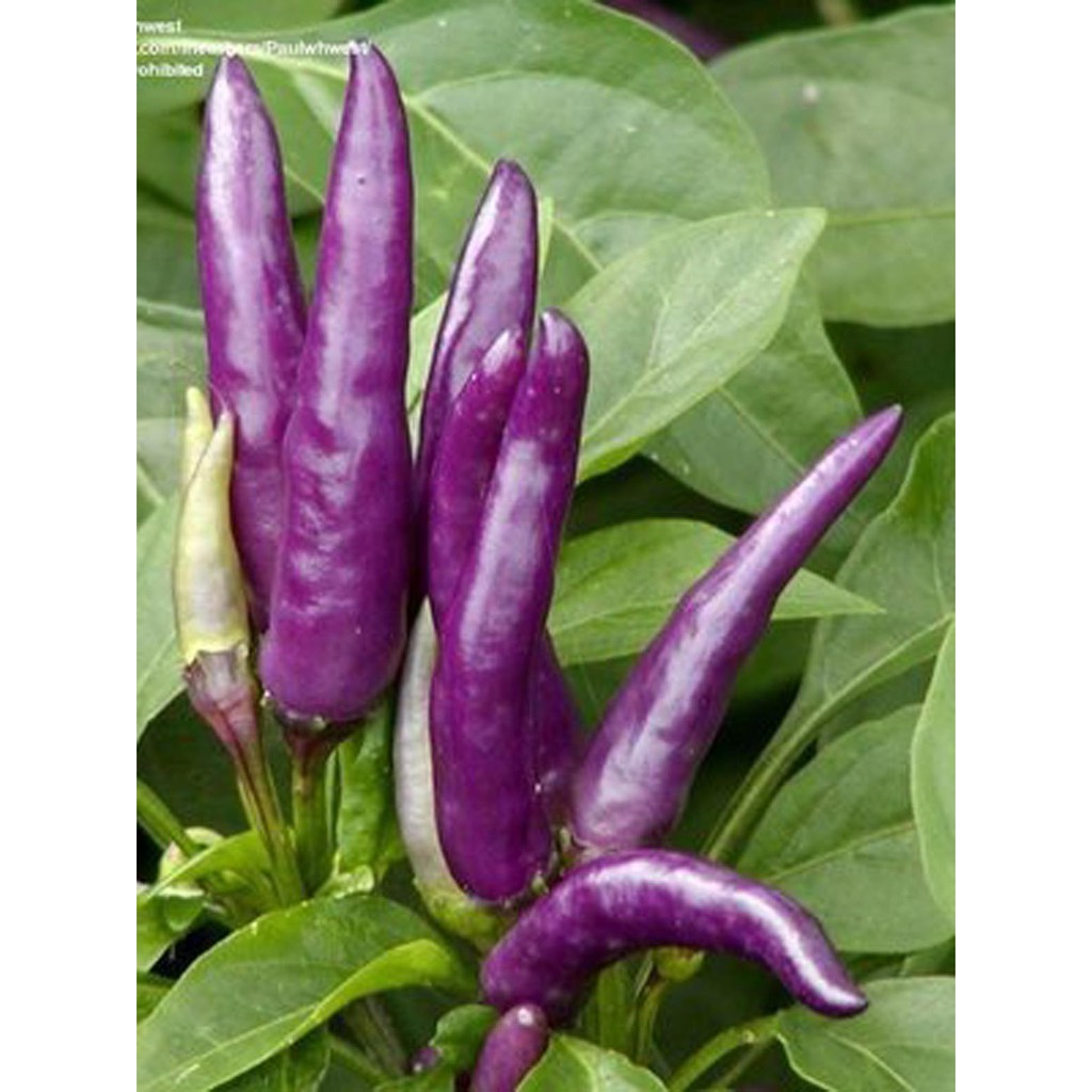Bibit Benih Biji Cabe Masquerade Hot Pepper - Benih Tanaman Pohon Cabe Masquerade - Bibit Cabe - COD