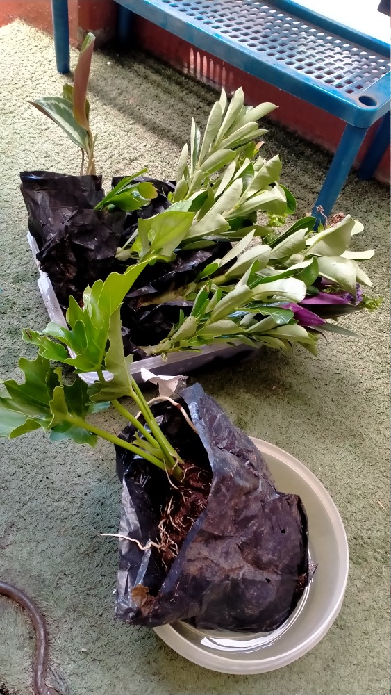 Paket 4 Tamana Hias Adenium Kamboja Jepang