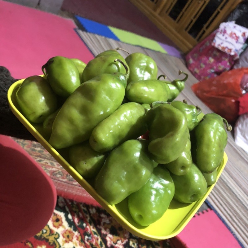 

cabe gendot dieng fresh petik dari tanaman