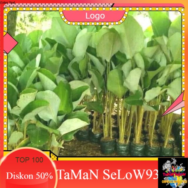 Tanaman hias pisang kalatea 1meter-calathea pisang