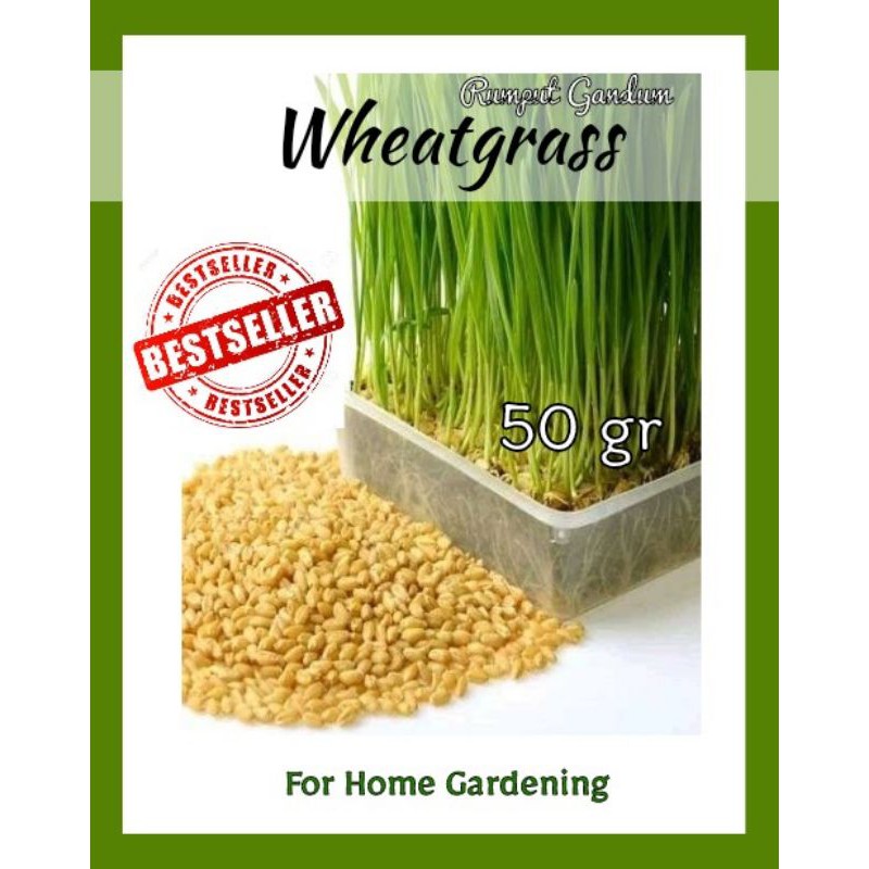 BIBIT WHEATGRASS RUMPUT GANDUM CAT GRASS WHEAT BENIH SEED WHEAT