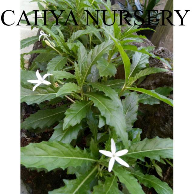 

Promo Daun kitolod segar 500gram organik siap petik