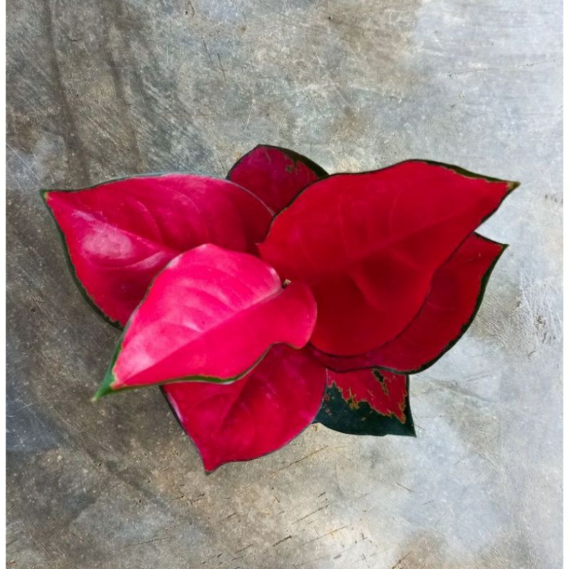 bibit aglonema suksom 3-5 daun - aglonema suksom - suksom - aglonema