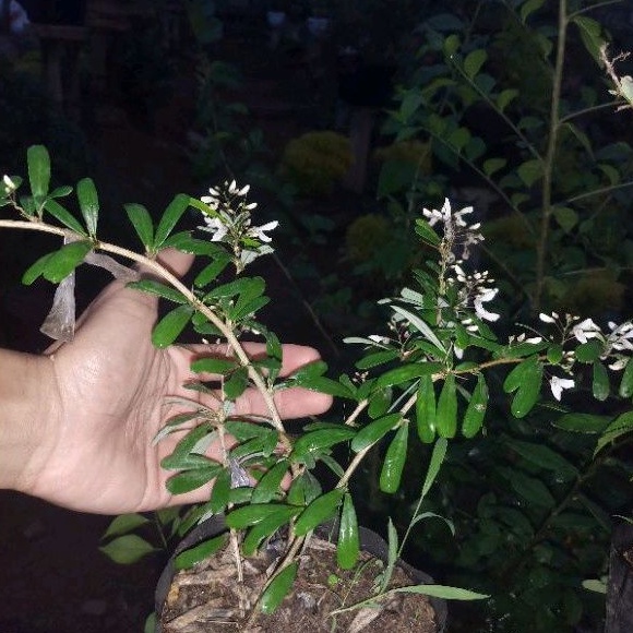 bahan bonsai saeng simbur vietnam bunga putih