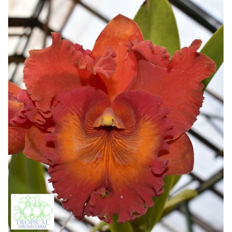 Anggrek Catelya Rie'Valencia [Anggrek Botolan|Botol UC]Siap Aklim