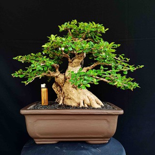 Bonsai Pohon Asem Jawa On The Rock Prospek Shopee Indonesia