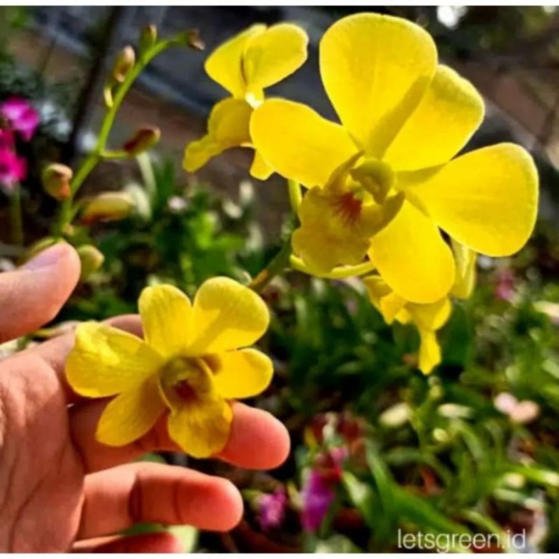 Seedling Anggrek Dendrobium Hybrid Shining Stars - Tanaman Hias