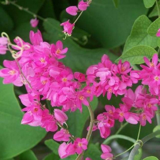 Bunga air mata pengantin pink