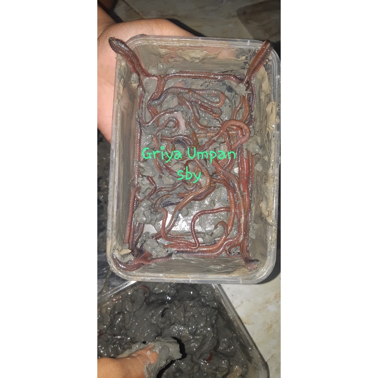 CACING LAUT CACING LUR LAUT CACING NAGA UMPAN MEDIA LAUT