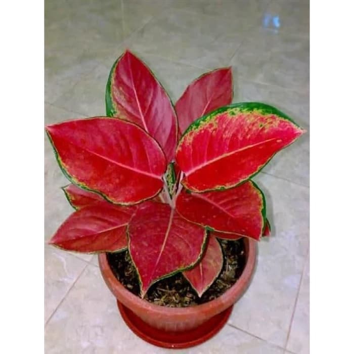 Tanaman Hias Aglonema Red Kochin super anakan baby