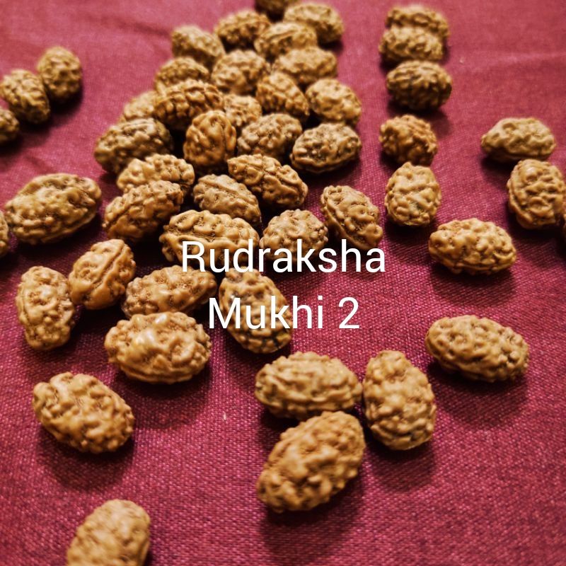 mukhi 2 rudraksha original rudraksha mukhi 2