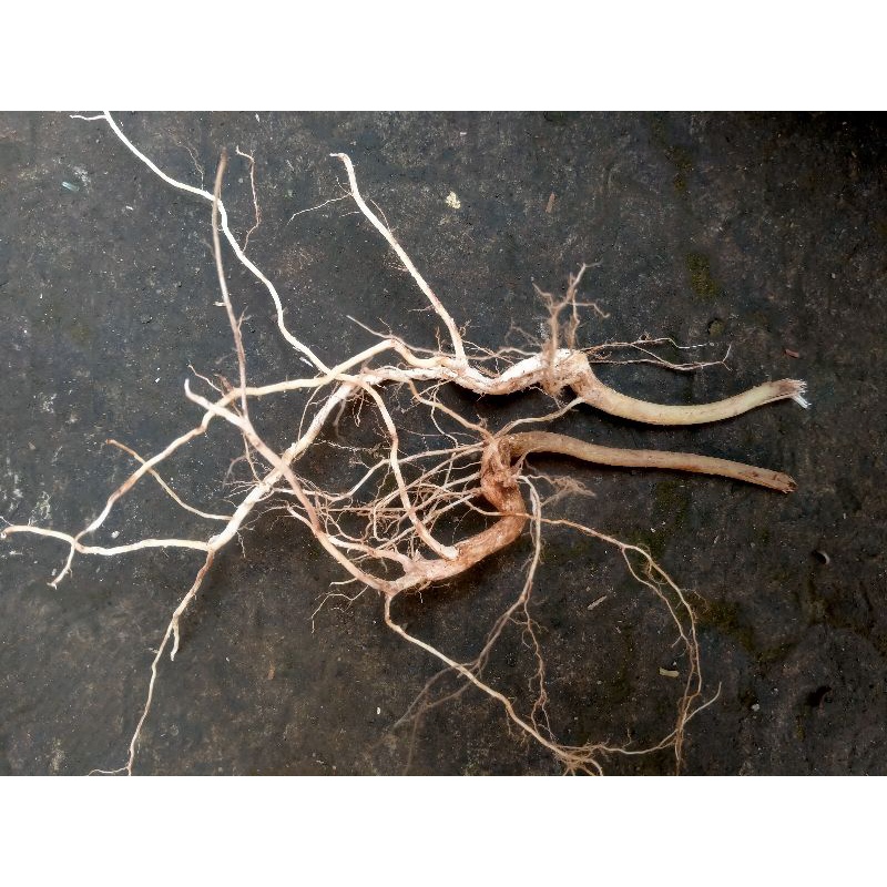 Akar Senggani Akar Harendong Aquascape