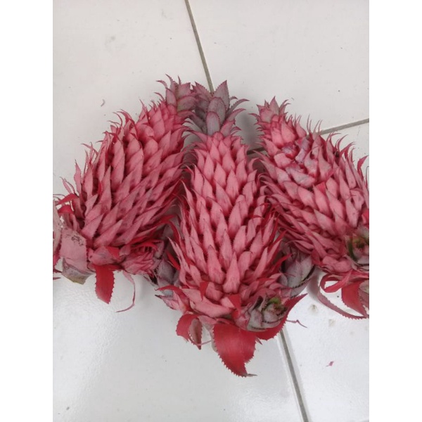 

Nanas merah muda per 1 kg