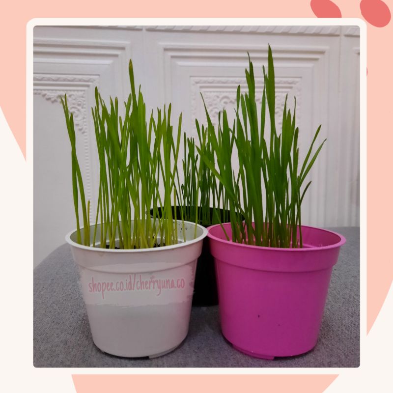 Cat Grass/Tanaman Kucing Paket Lengkap DIY