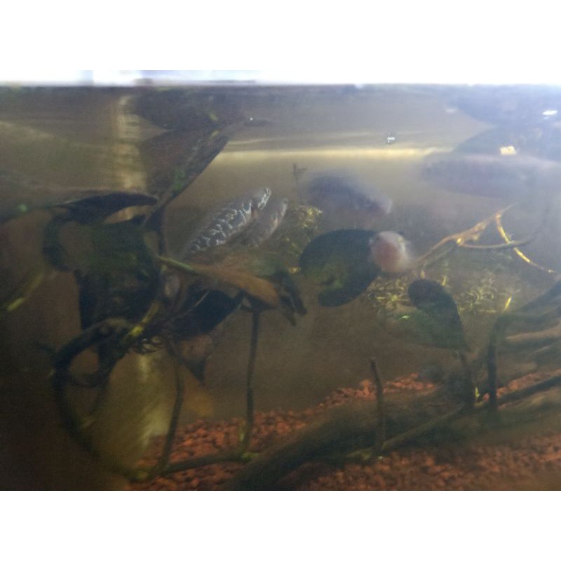 channa asiatica rsws 9-10cm