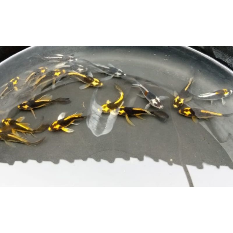 Bibit Ikan koi Kumpay/Sleyer size 4-8cm
