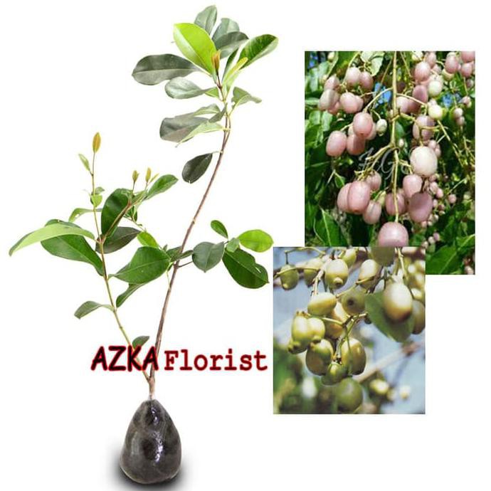 BIBIT TANAMAN BUAH JUWET PUTIH BERBUAH