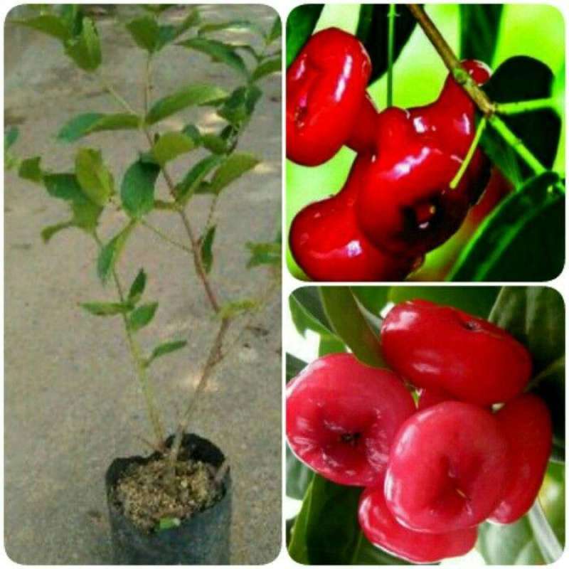 Bibit Tanaman Jambu Kancing Hasil Okulasi / Bibit Jambu Air Kancing