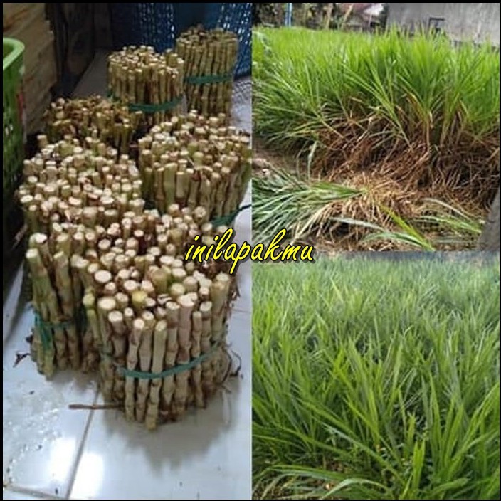 Benih Tanaman Rumput ODOT KOLONJONO RUMPUT GAJAH | Shopee