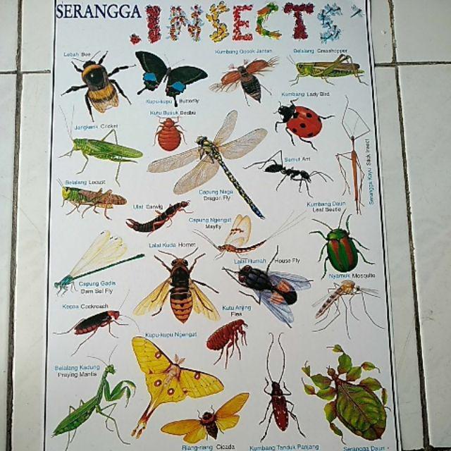 Poster Edukasi Belajar Anak 1