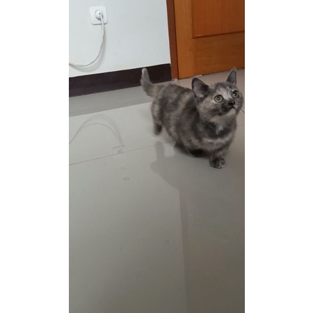 adopter cikarang
