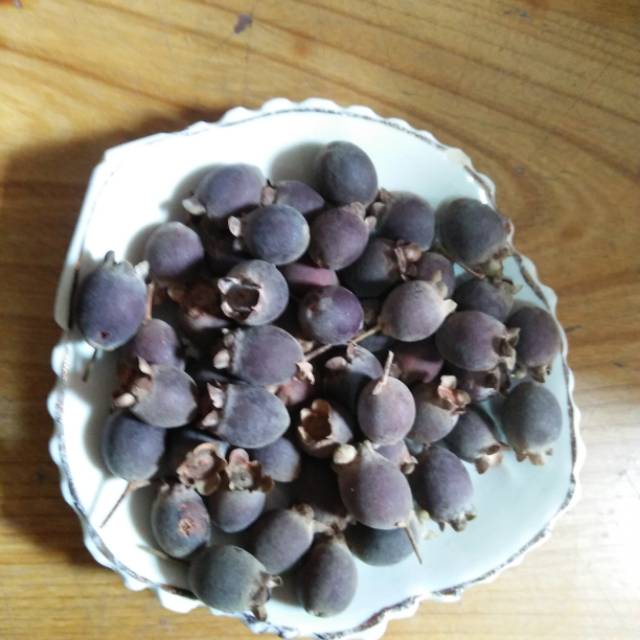 

Buah kemunting keremunting karamunting