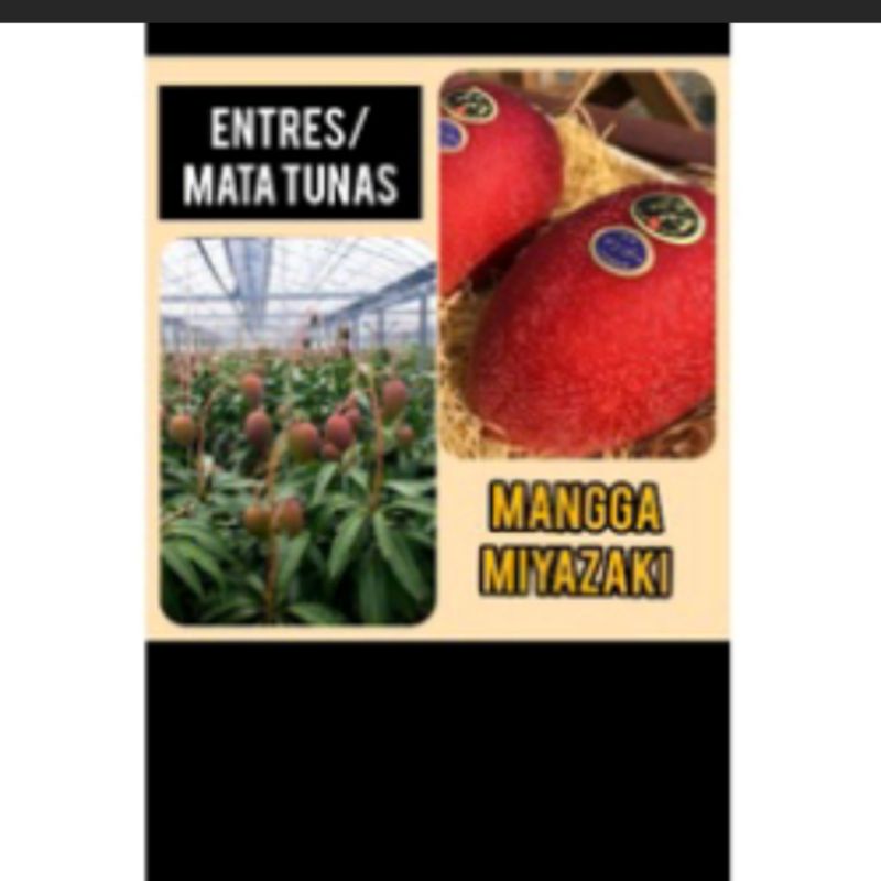 Entres Mata Tunas Mangga Miyazaki
