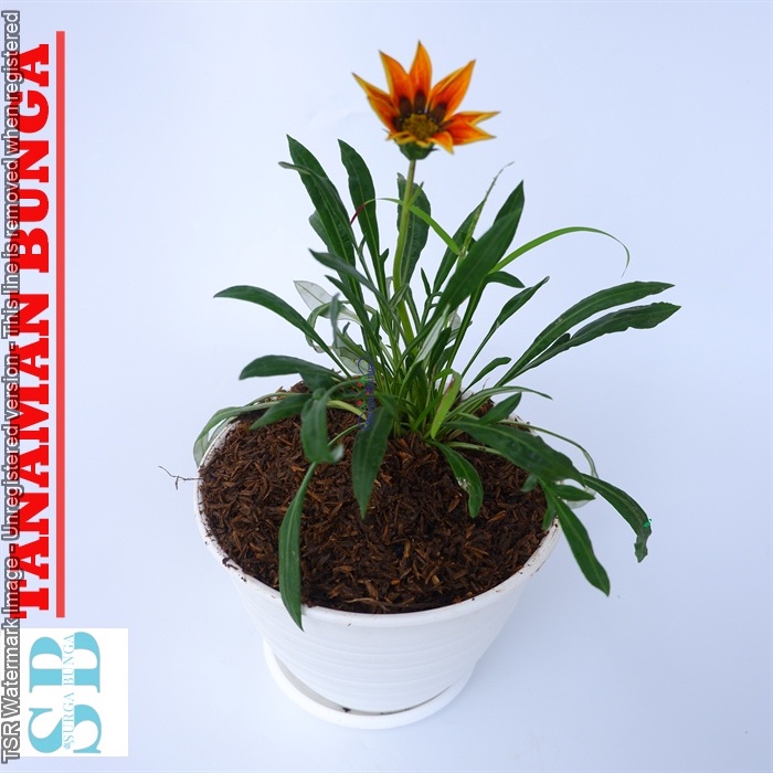 Tanaman Hias Bunga Gazania Orange Rimbun