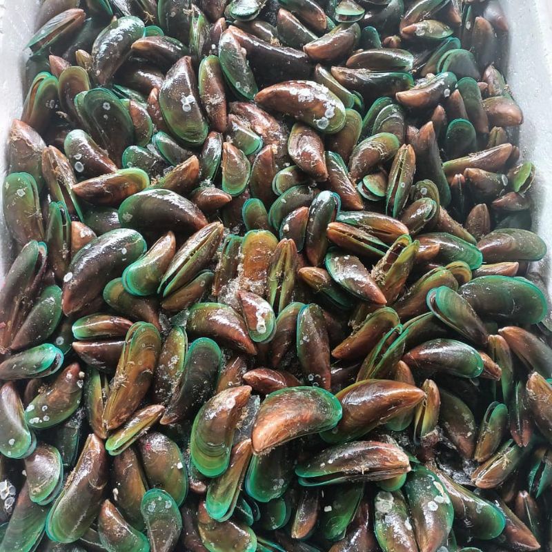 

kerang ijo