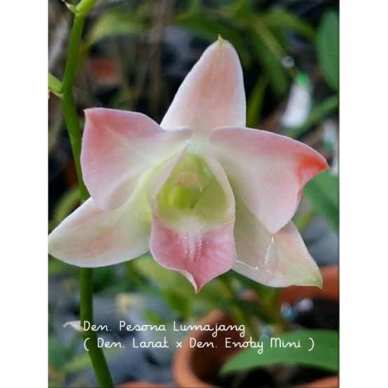 Seedling anggrek 601 Pesona Lumajang