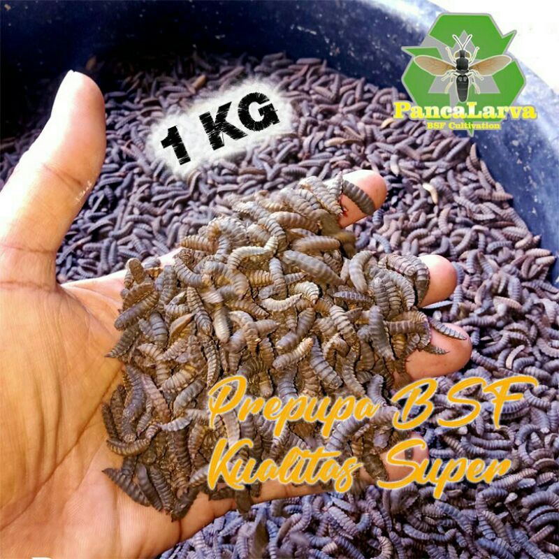 Prepupa Pupa Super Indukan Maggot BSF Bibit Lalat