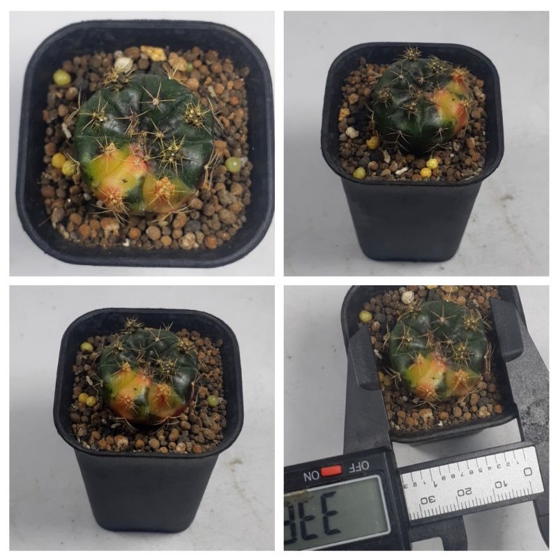 Kaktus Damsi Varigata Ownroot (sdh ada anakkan var)/ SOLD