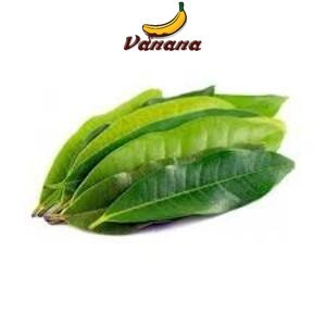 

VANANA daun salam goceng (5 ribu)