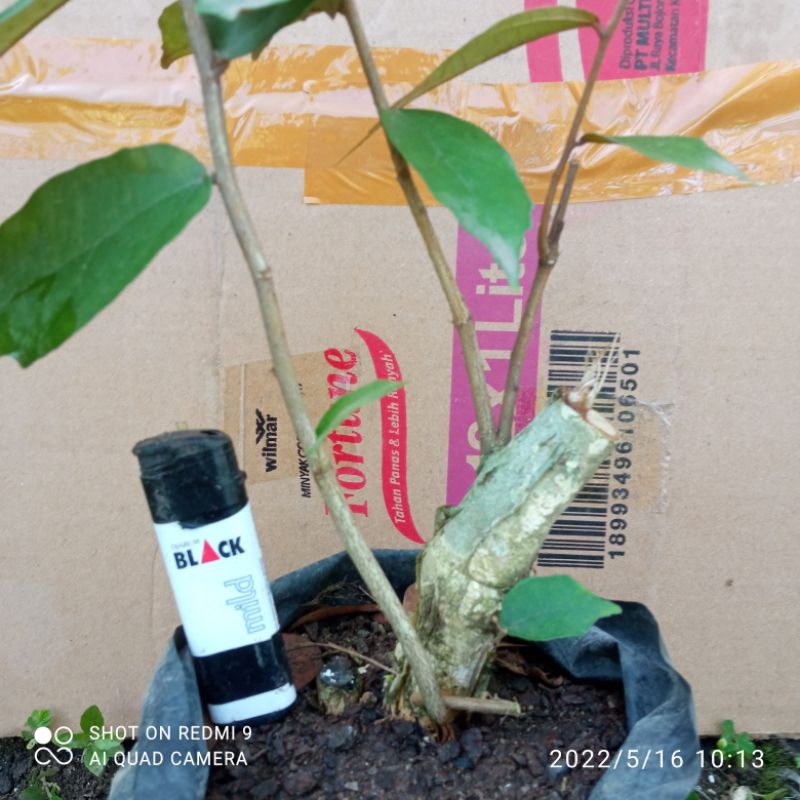 bahan bonsai walikukun 01