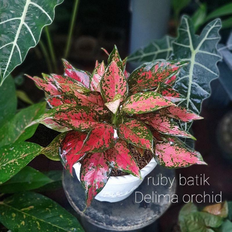 tanaman hias aglaonema aglonema ruby batik rumpun 7