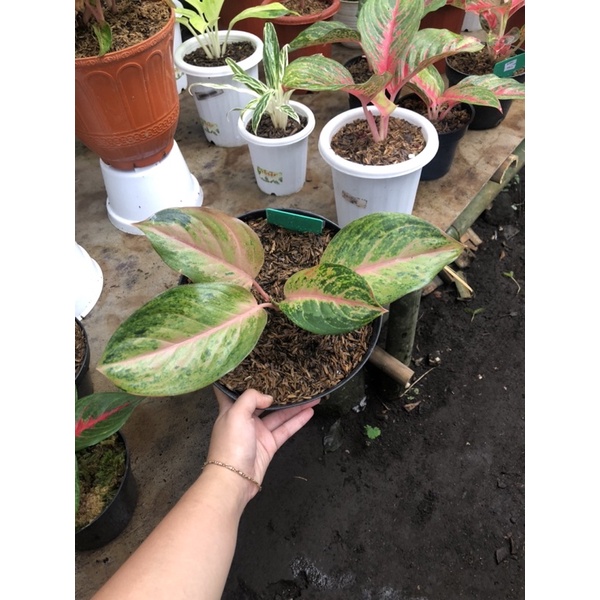 aglaonema golden baby