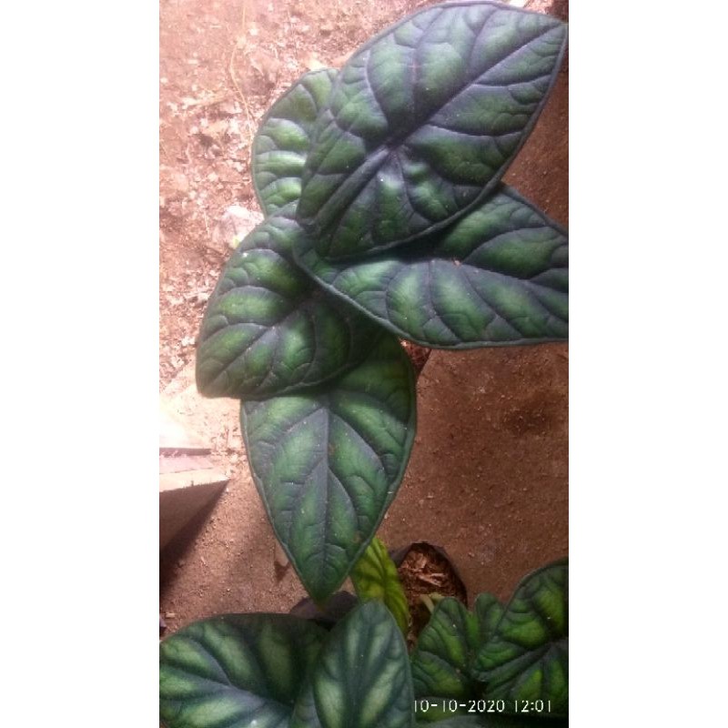 Keladi Tengkorak Hijau