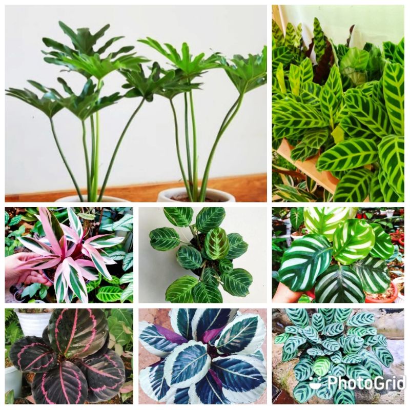Jual PROMO Tanaman Hias Calathea - Bunga - Calathea paciata - fasciata