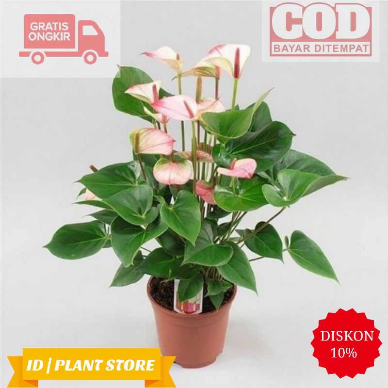 Tanaman hias anthurium mickey mouse white domination-tanaman hidup-bunga hidup murah-tanaman hias hi