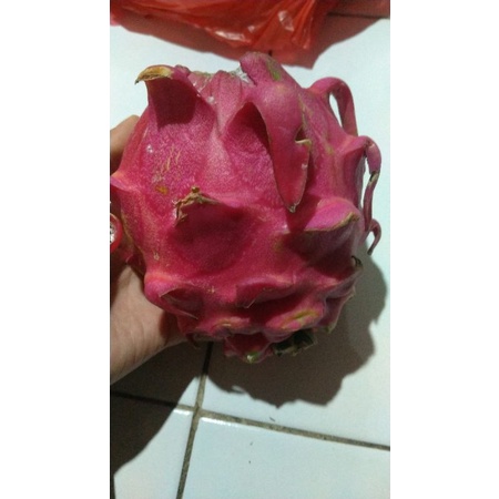 

Buah Naga 1kg