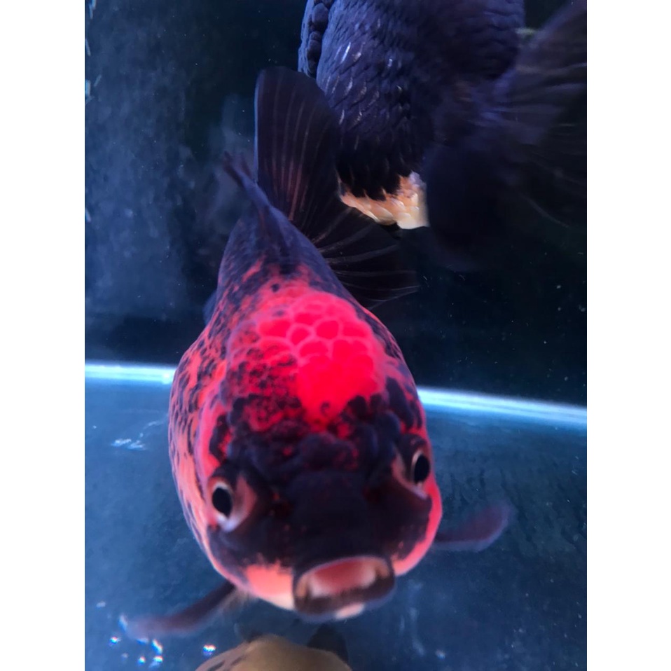 jumbo koki koky 10-13 ukuran ikan mas ryukin-tosa cm