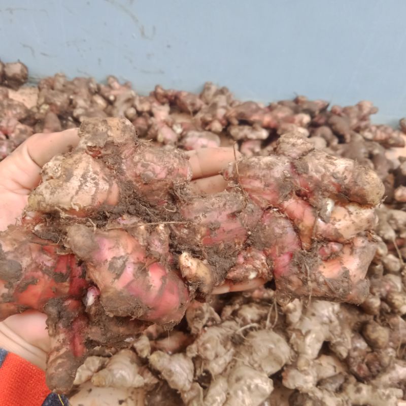 

jahe merah grosir 30 kg