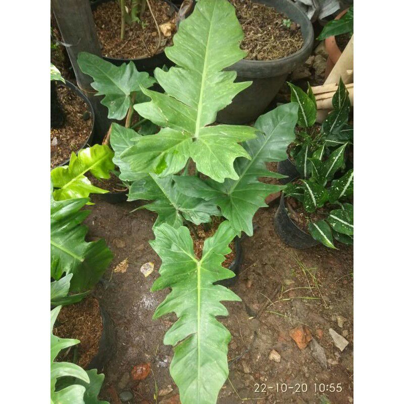 Tanaman Hias philo dragon variegata