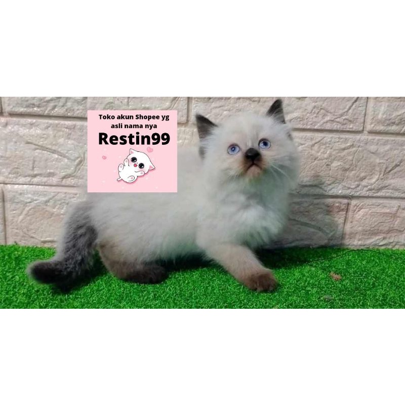 Himalaya kitten sealpoint. bola bulu mata biru