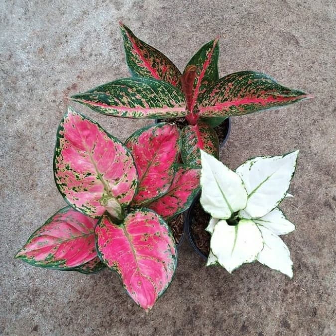 ready Paket 3 anakan aglonema tiara+superwhite+dud anjamani